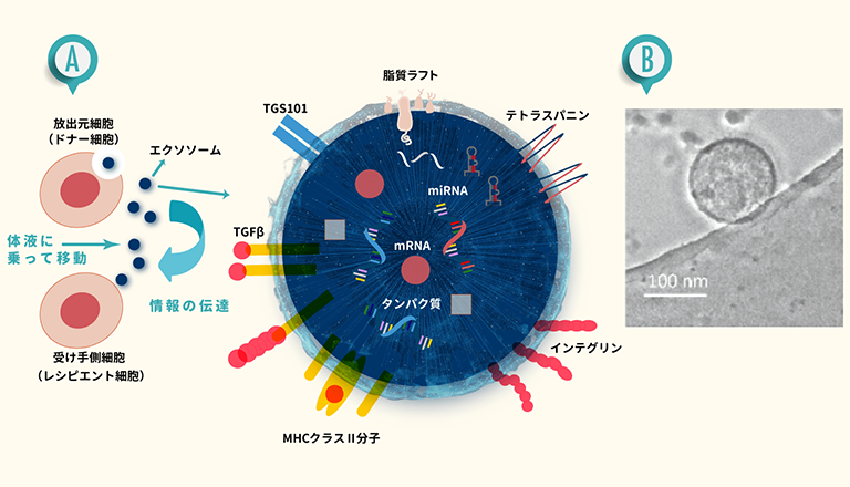 Exosome