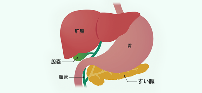 pancreas