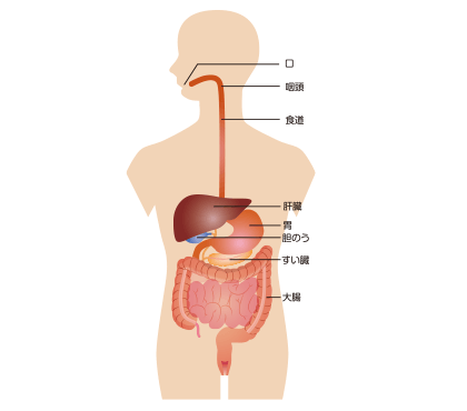 消化器の働き